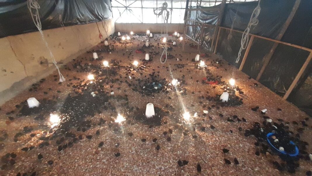 Best 10 Most profitable chickens to raise