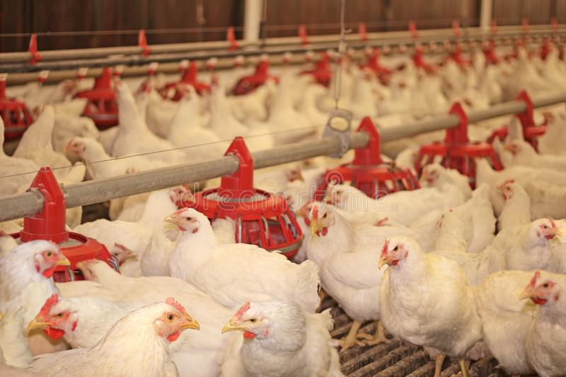 Which are more profitable Broilers or Layers?
