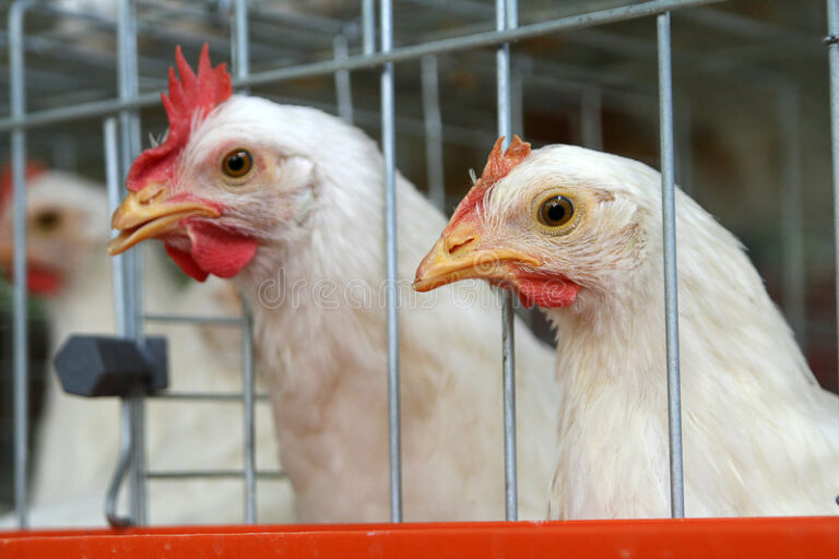 Which are more profitable Broilers or Layers?