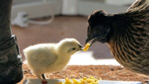 Poultry Farming Business Ideas