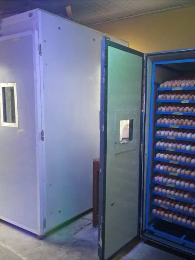 hatchery incubator