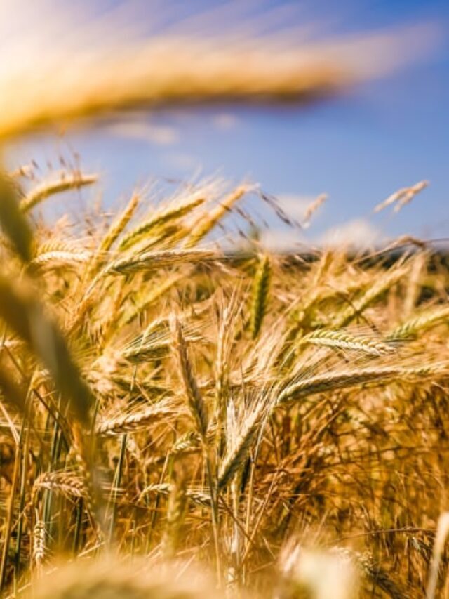 BEST AGRICULTURAL COMPANIES IN INDIA