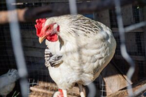 Poultry Farming Business Ideas