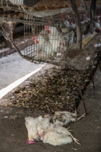 Poultry Farming Business Ideas