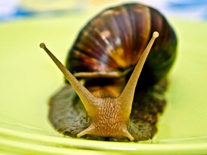 Top 8 best things to feed a snail to grow faster