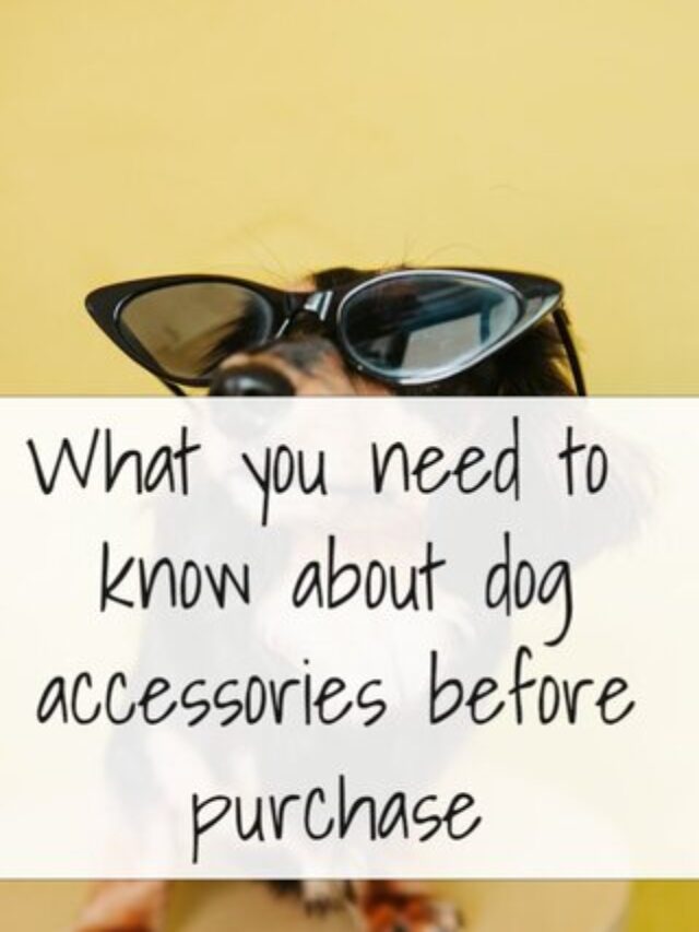 Dog Accessories For Dog Owners