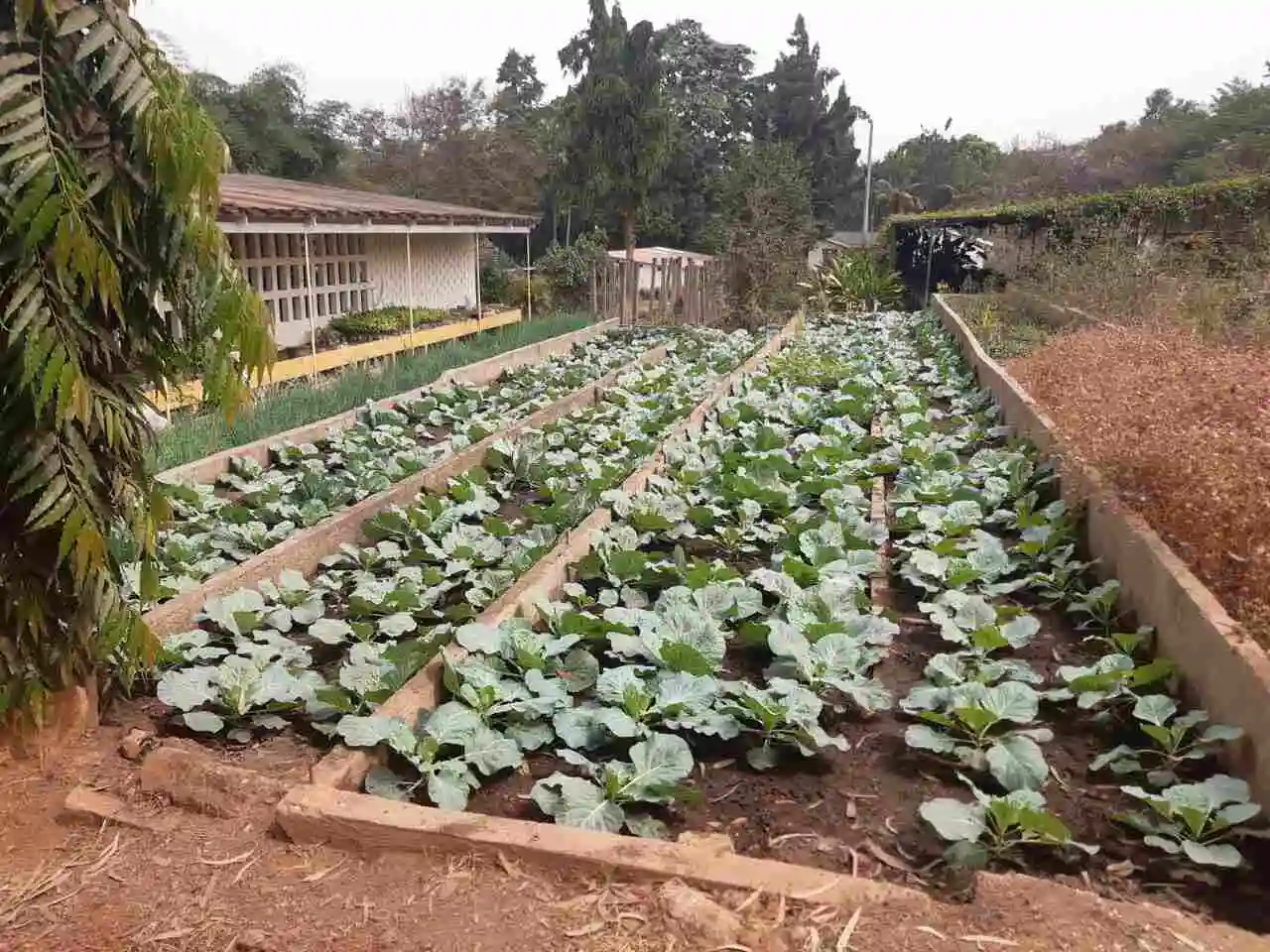 Fruits and Vegetables How to transport fresh vegetables