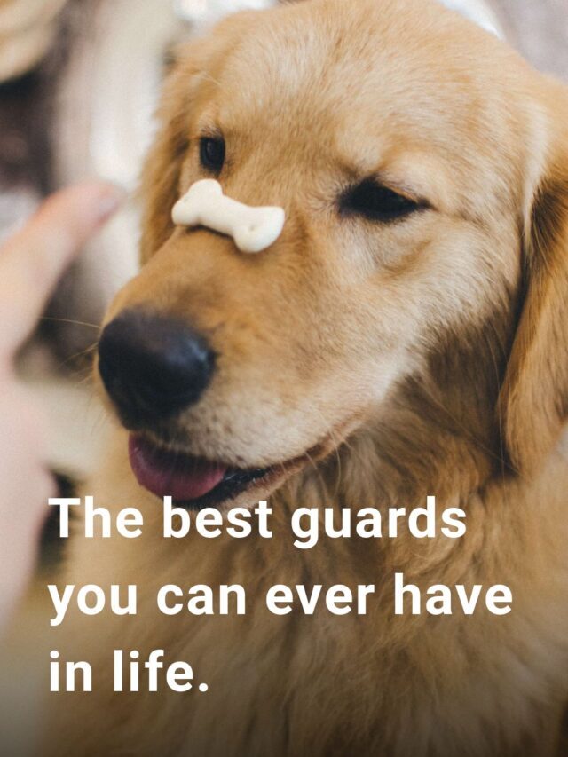 Are Livestock Guard Dogs Important?