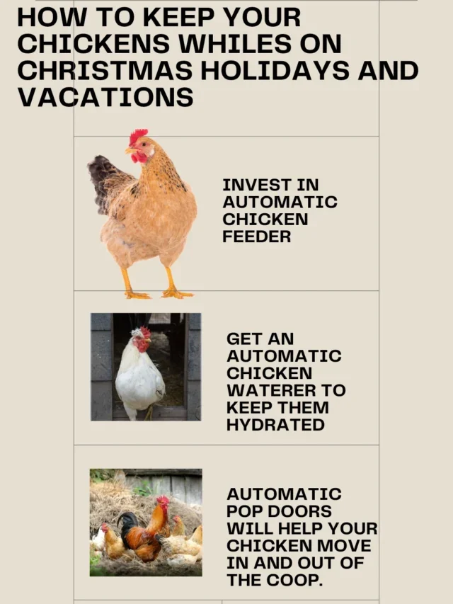 How to keep chickens during holidays (Christmas)