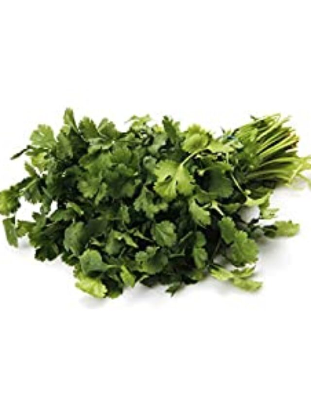 Herb Cilantro Conventional