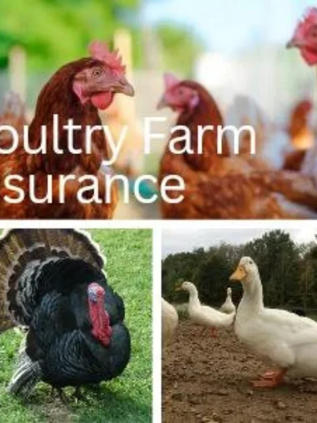 Poultry Farm Insurance Schemes