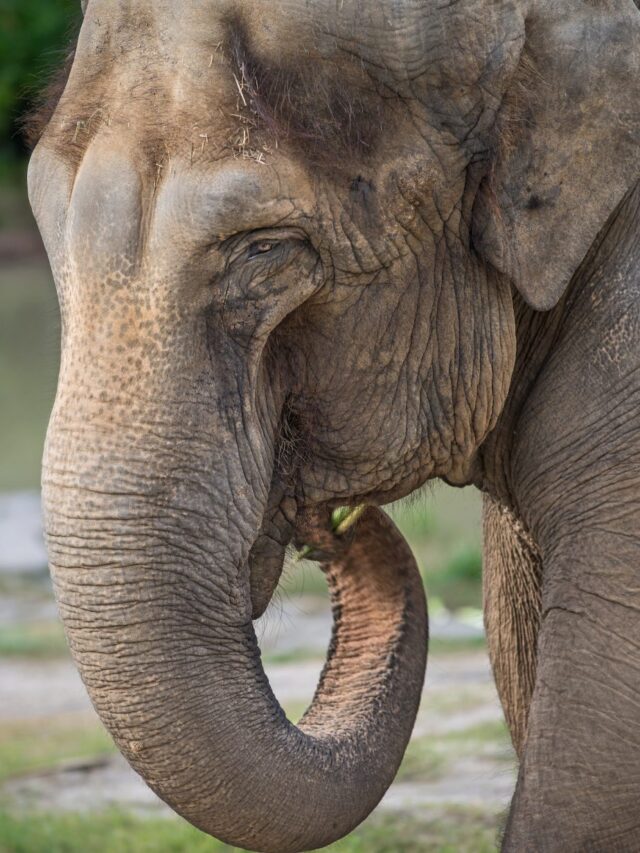 Los Angeles Zoo and Angelenos Mourn Jewel The 61-Year-Old Elephant