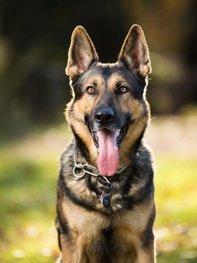 TOP 10 BREEDS OF DOGS FOR LIVESTOCK GUARD