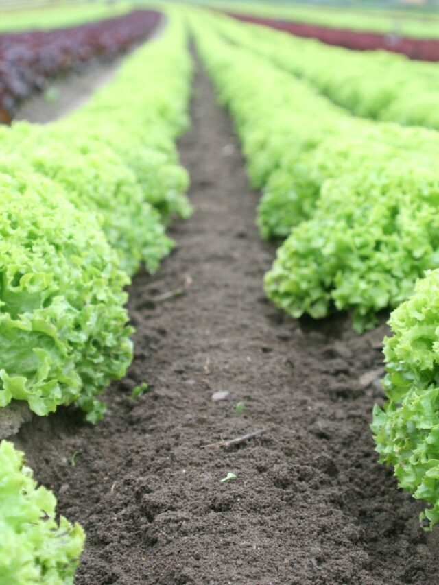 From Farm to Table for Students in California