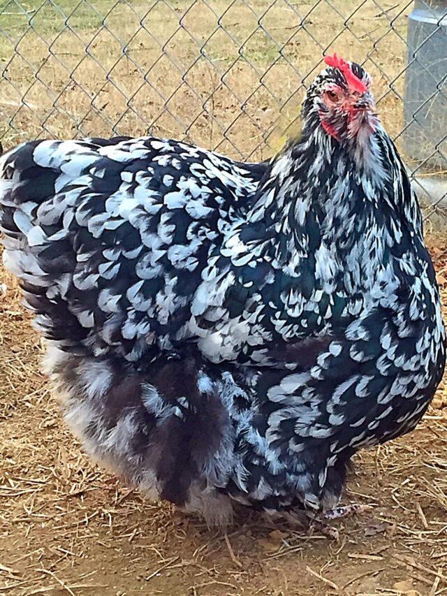 black and white orpington rooster