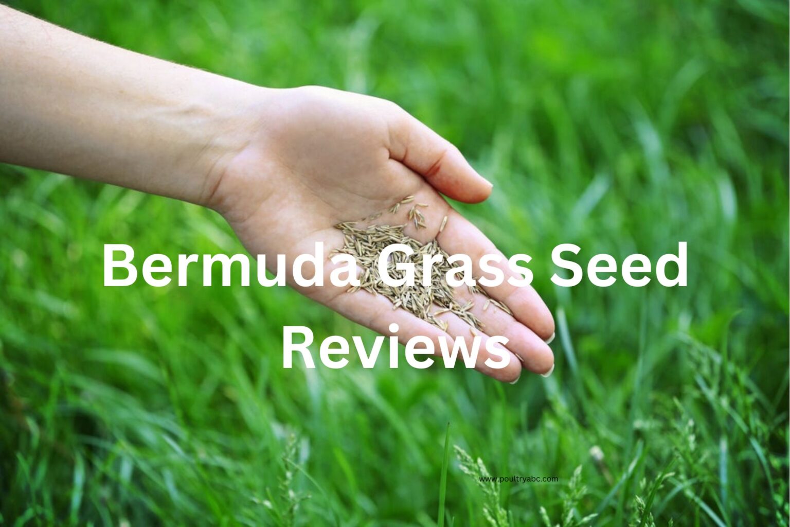 Bermuda Grass Seed Reviews Your Perfect Pick For Lawns
