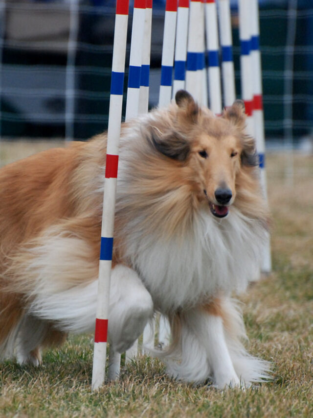 10 WAYS TO SUCCESSFULLY TRAIN YOUR DOG