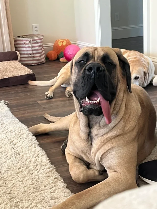 English Mastiff
