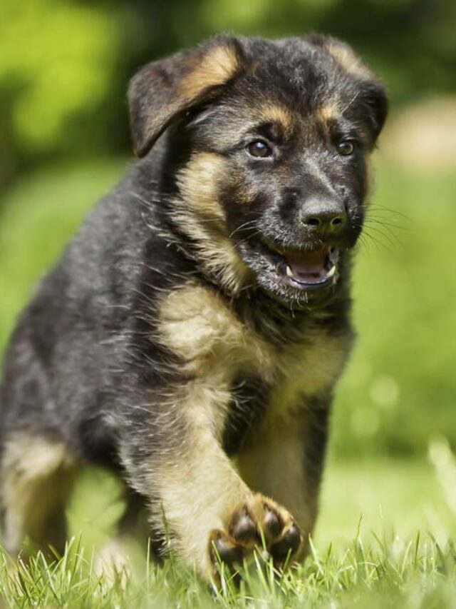 German Shepherd Puppies