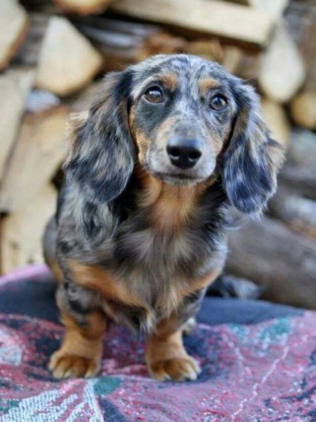 Long-Haired Dachshunds
