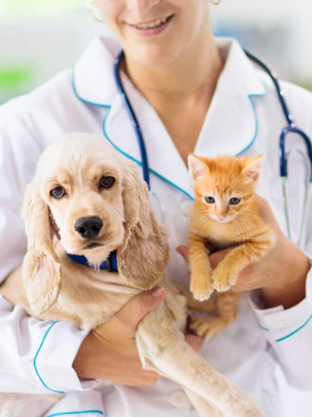 Pet insurance