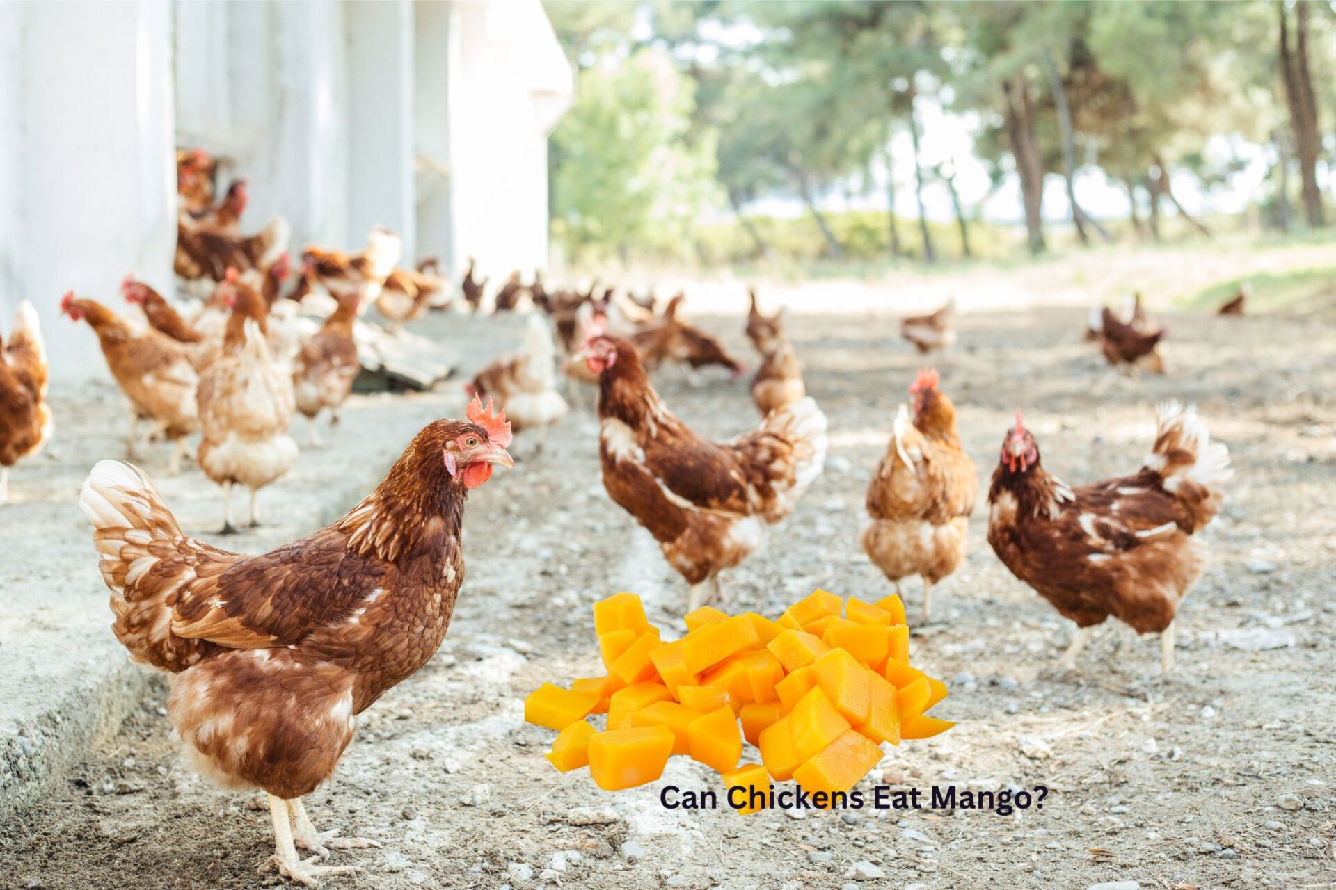 What plants do chickens eat? 10 plants To Feed chickens