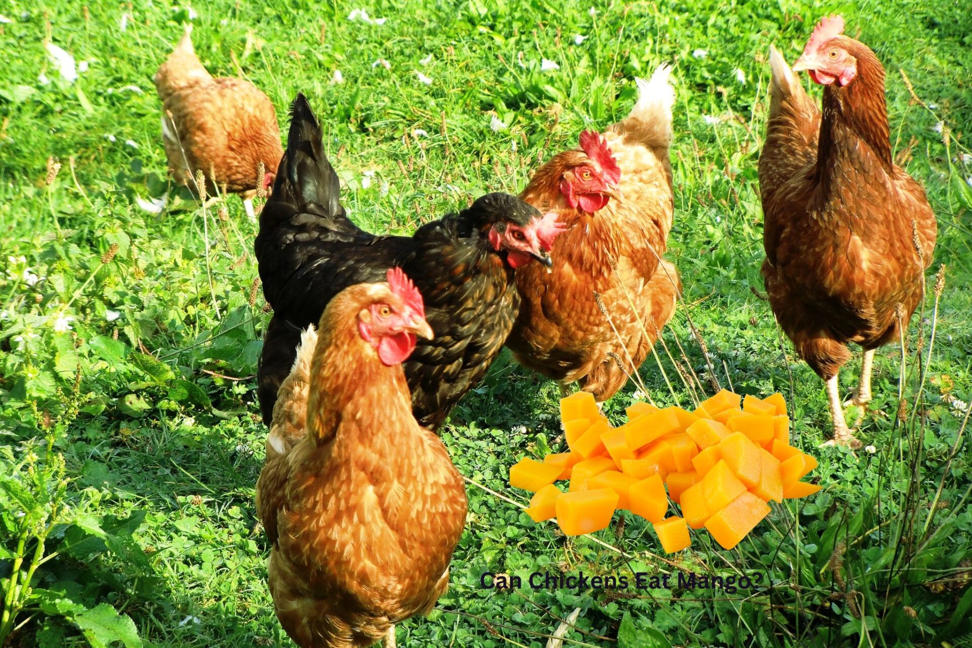 Can Chickens Eat Mango? Yes and No. Find out why May 2024