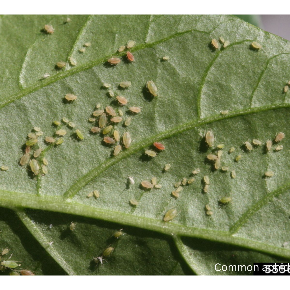 How to get rid of aphids on fruit trees? 7 Working Tips