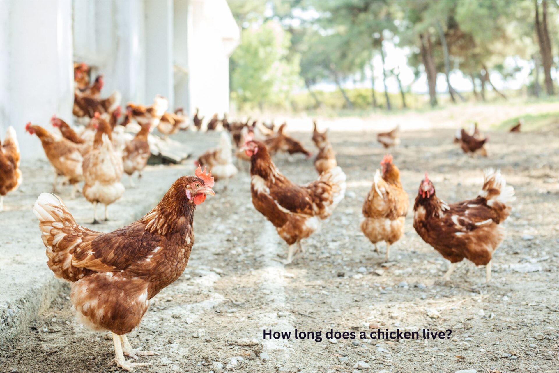 How long does a chicken live? Expand your chicken lifespan.