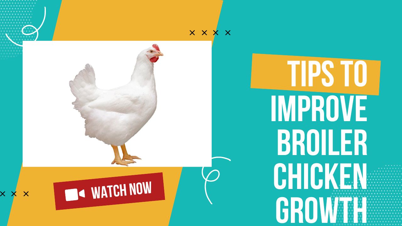 How long does Cobb 500 take to mature?