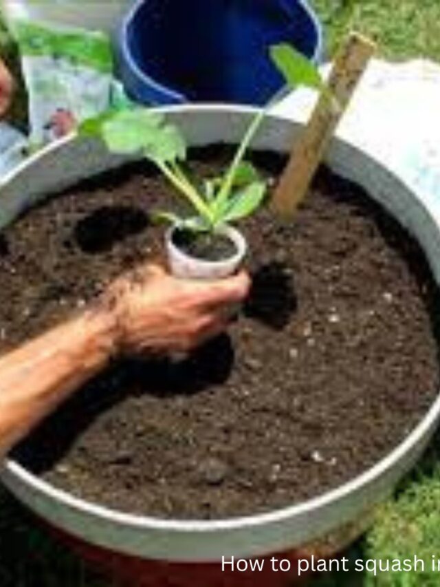 How to plant squash in a pot Agriculture Talks