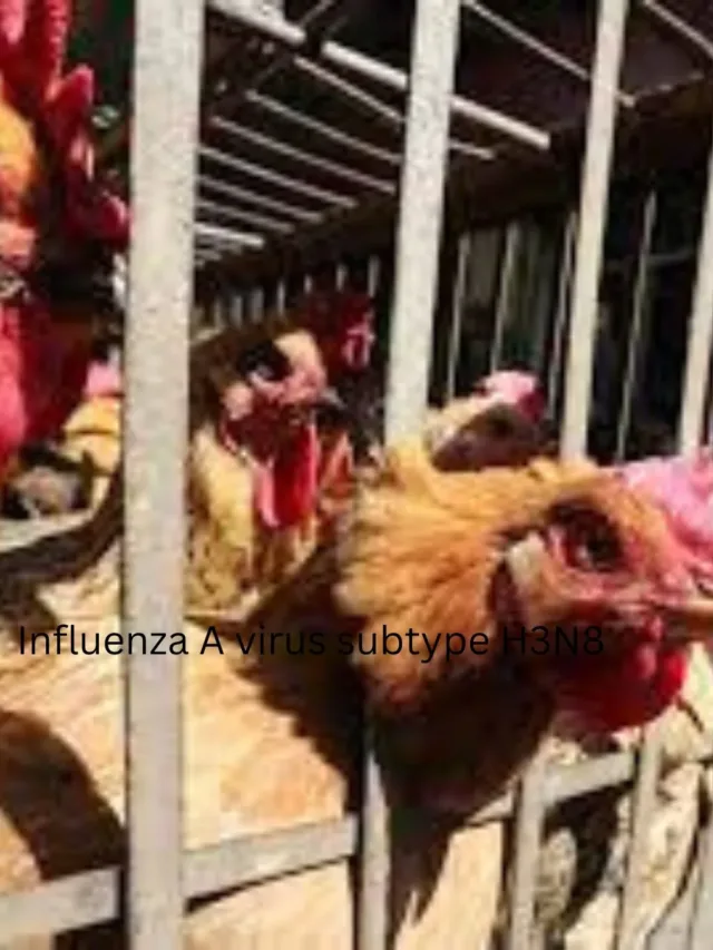 Influenza A virus subtype H3N8