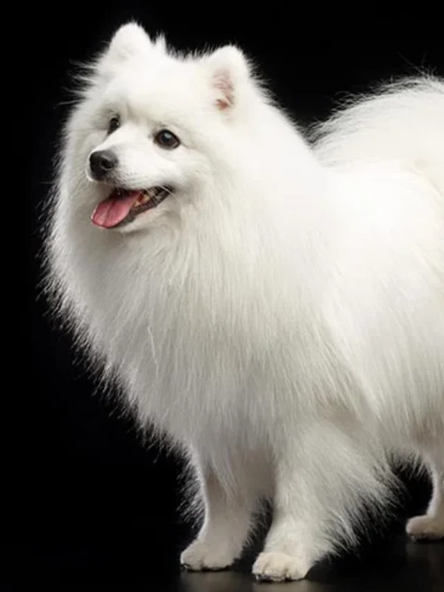 Japanese Spitz