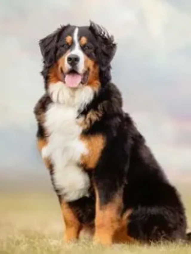 bernese mountain dog 2