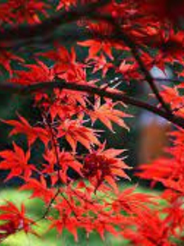 japanese maple
