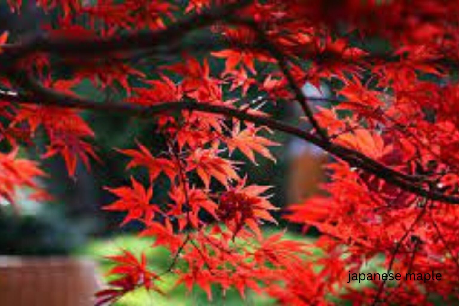 Why are my Japanese Maple Leaves Turning Brown? Causes & Solution