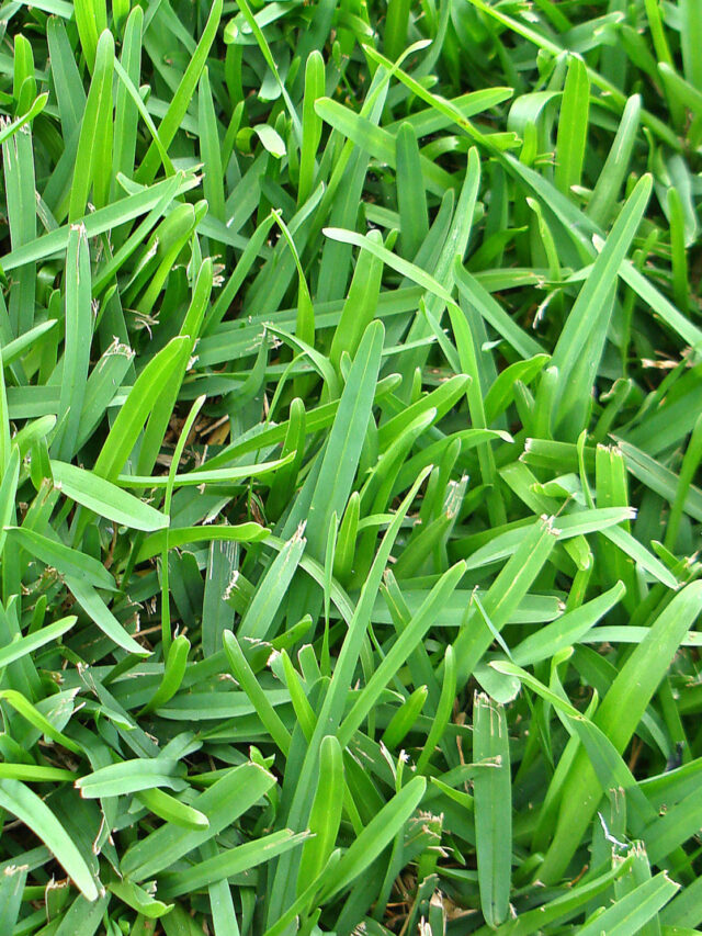 st augustine grass