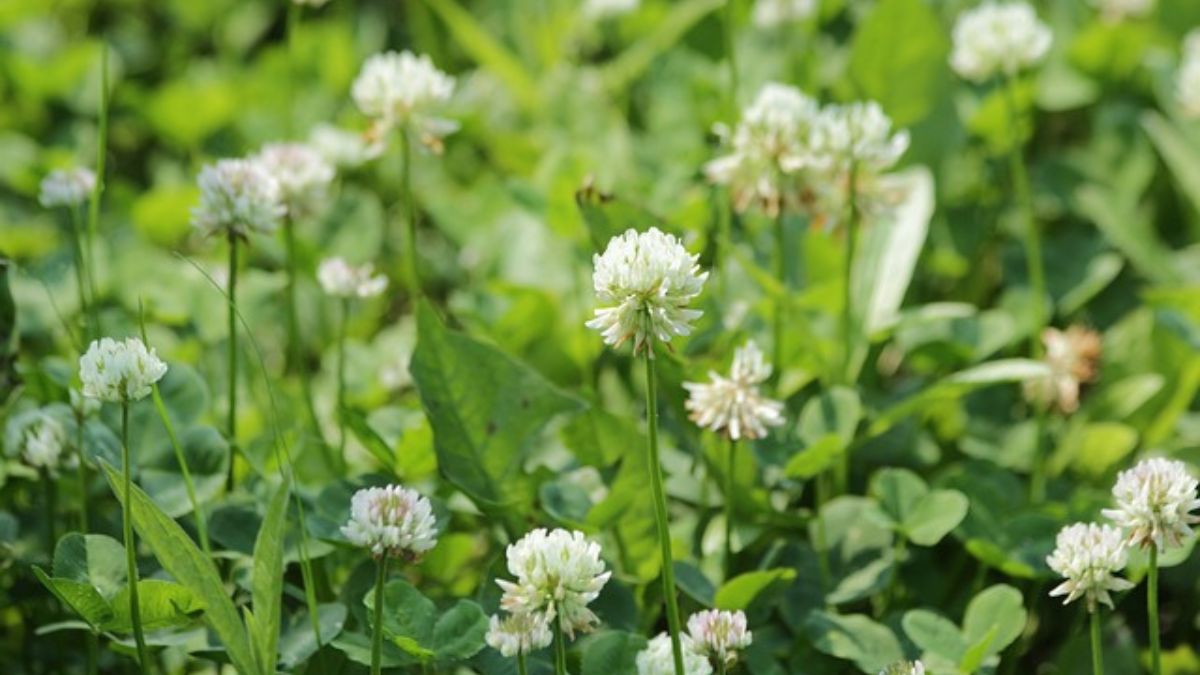 What plants do chickens eat? 10 plants To Feed chickens May 2024