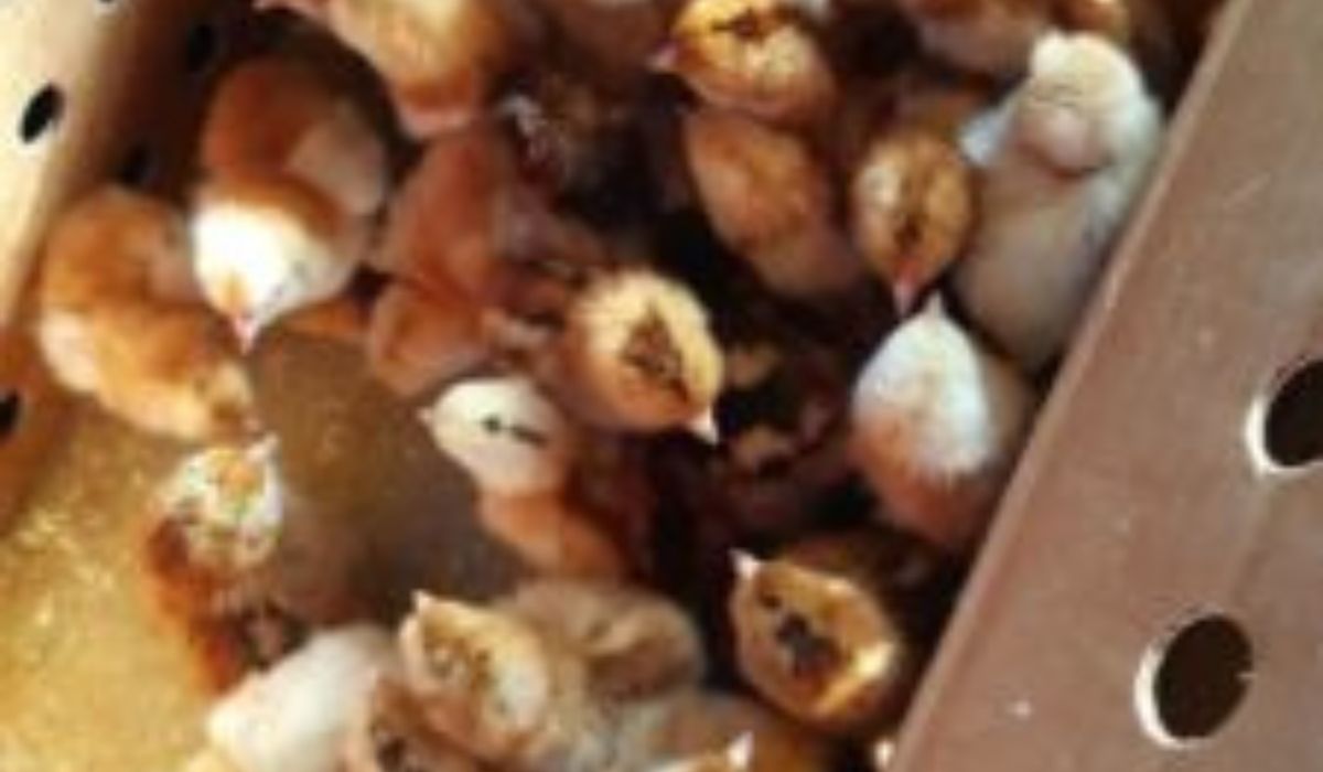 Are All Baby Chicks Vaccinated?