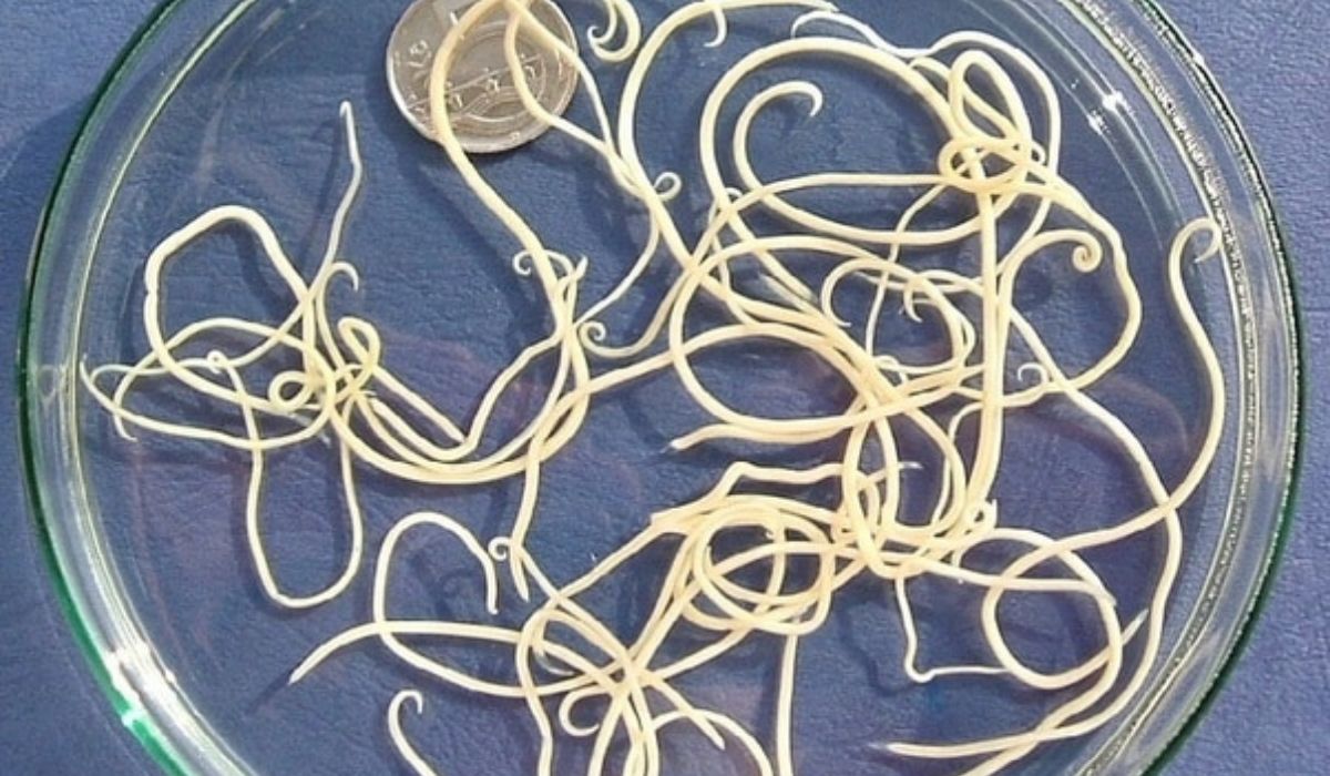 Poultry Worming 5 Common Chicken Worms and Treatments