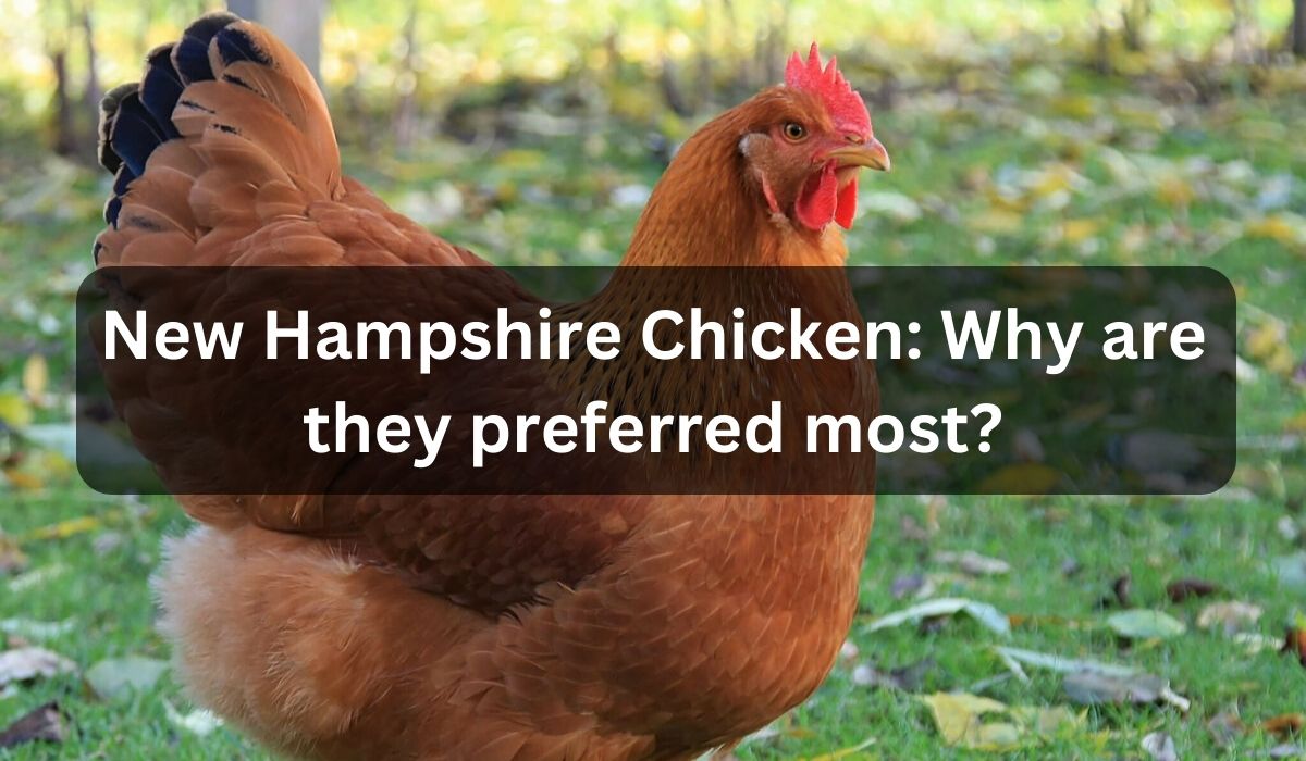 New Hampshire Chicken Why are they preferred most?