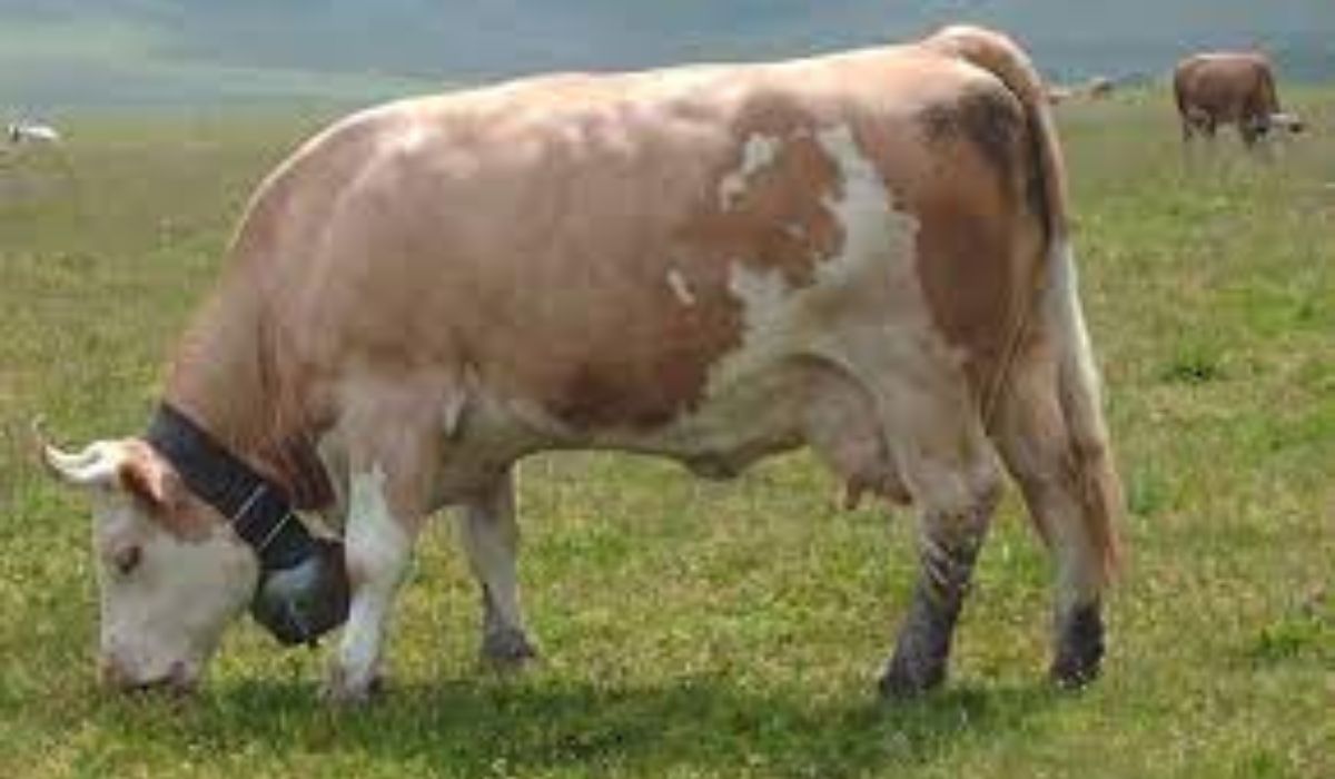 Top 10 Beef Cattle Breeds In South Africa