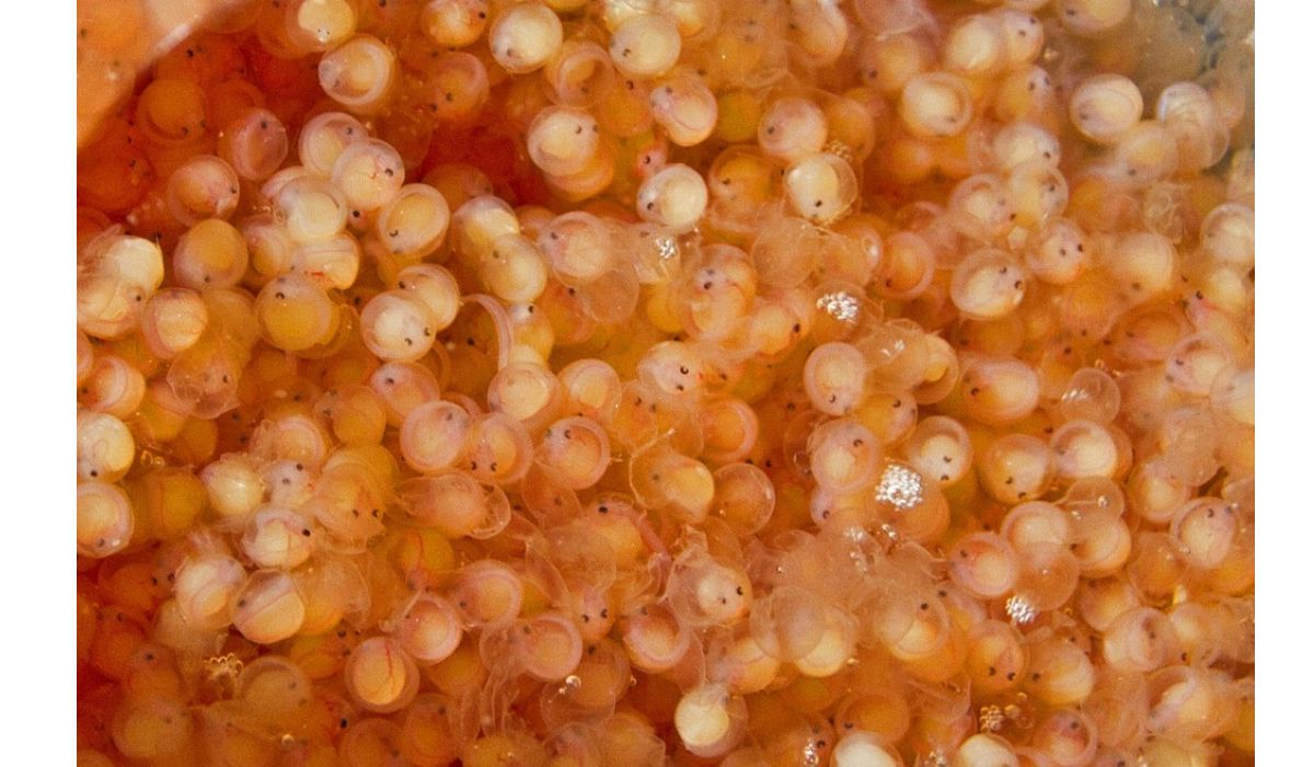 How Long Does It Take For Catfish Eggs To Hatch 2024